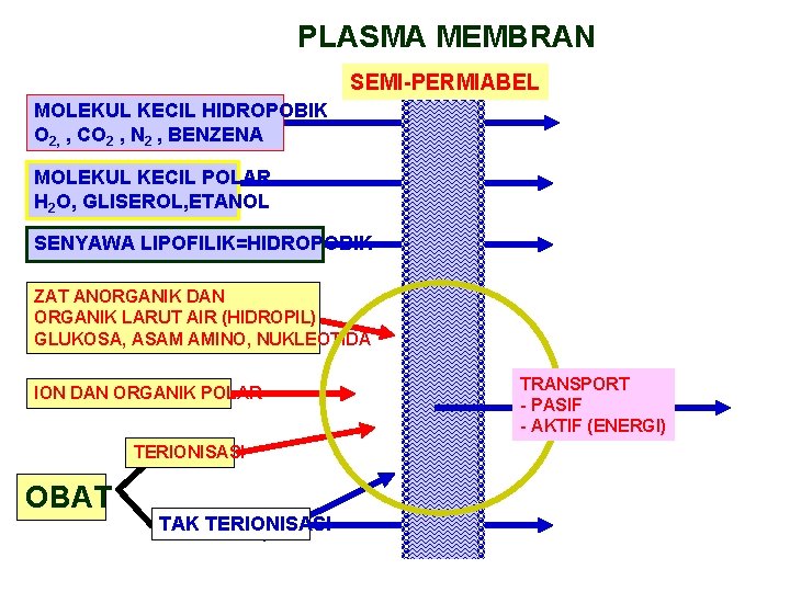 PLASMA MEMBRAN SEMI-PERMIABEL MOLEKUL KECIL HIDROPOBIK O 2, , CO 2 , N 2