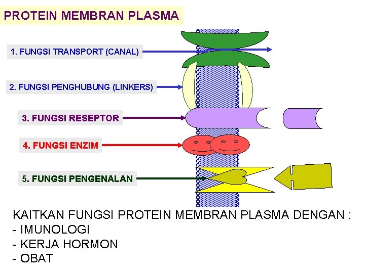 PROTEIN MEMBRAN PLASMA 1. FUNGSI TRANSPORT (CANAL) 2. FUNGSI PENGHUBUNG (LINKERS) 3. FUNGSI RESEPTOR