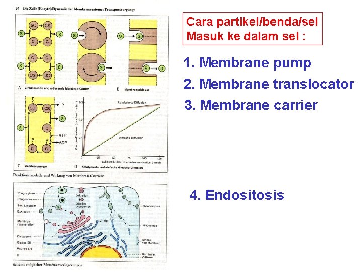 Cara partikel/benda/sel Masuk ke dalam sel : 1. Membrane pump 2. Membrane translocator 3.