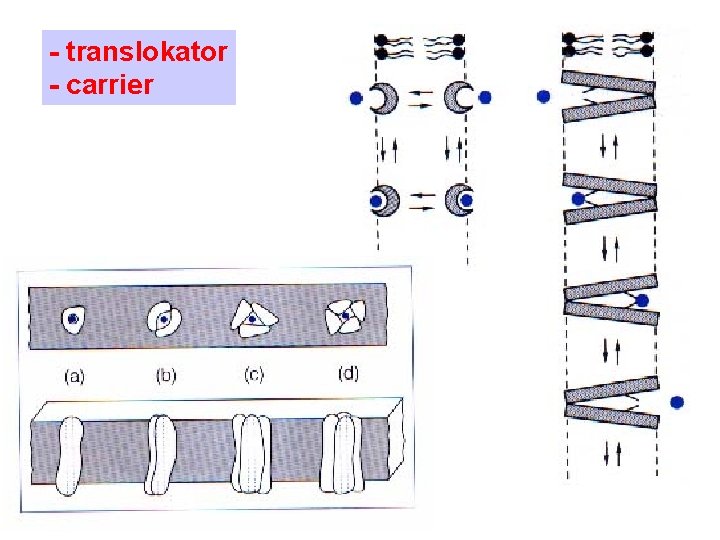 - translokator - carrier 