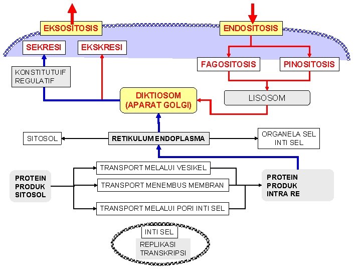 EKSOSITOSIS SEKRESI ENDOSITOSIS EKSKRESI FAGOSITOSIS KONSTITUTUIF REGULATIF DIKTIOSOM (APARAT GOLGI) SITOSOL RETIKULUM ENDOPLASMA PINOSITOSIS