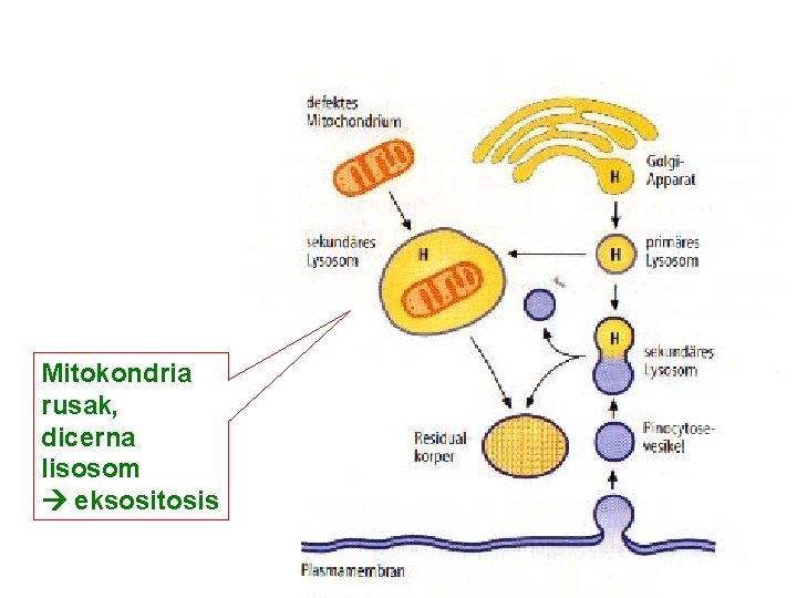 Mitokondria rusak, dicerna lisosom eksositosis 