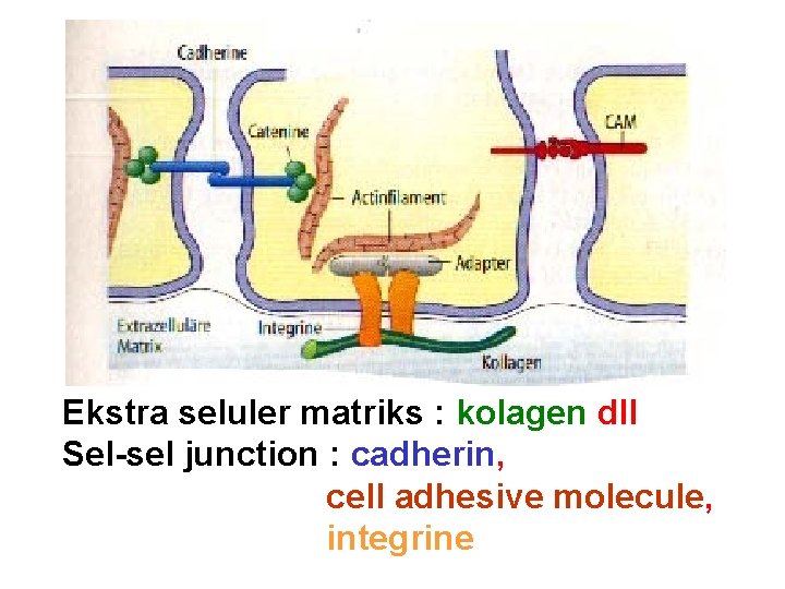 Ekstra seluler matriks : kolagen dll Sel-sel junction : cadherin, cell adhesive molecule, integrine