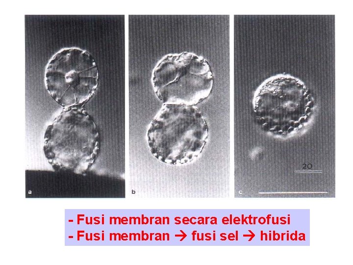 - Fusi membran secara elektrofusi - Fusi membran fusi sel hibrida 