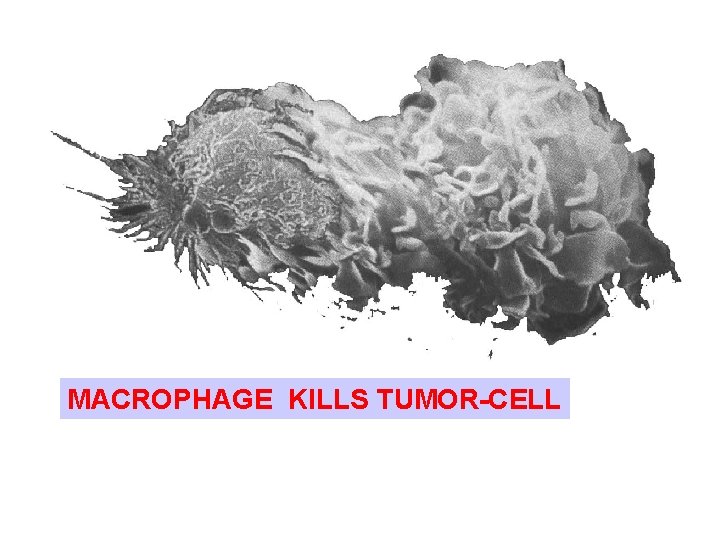 MACROPHAGE KILLS TUMOR-CELL 