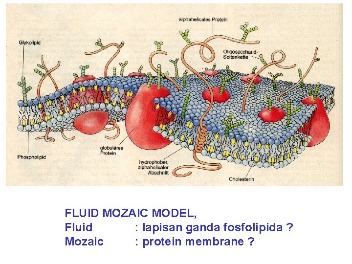 FLUID MOZAIC MODEL, Fluid : lapisan ganda fosfolipida ? Mozaic : protein membrane ?