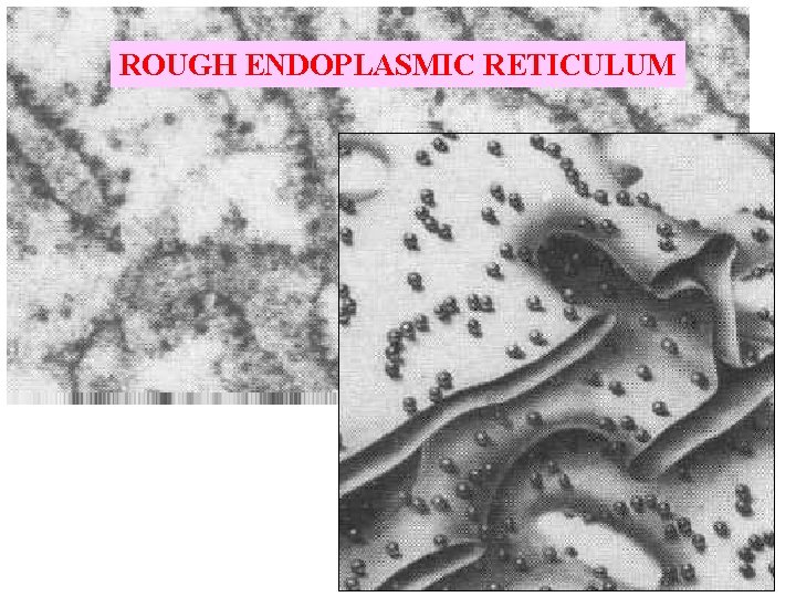 ROUGH ENDOPLASMIC RETICULUM 