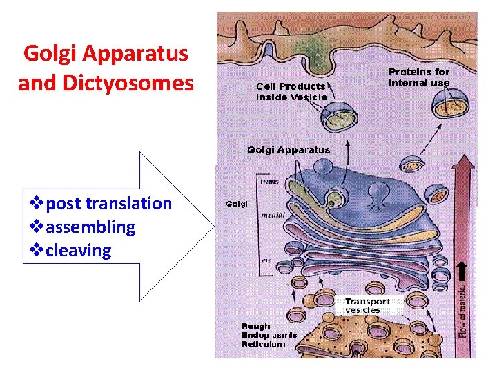 Golgi Apparatus and Dictyosomes vpost translation vassembling vcleaving 