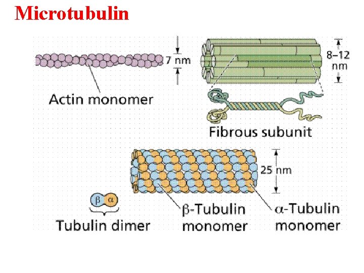 Microtubulin 