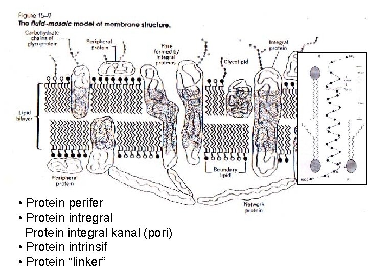  • Protein perifer • Protein intregral Protein integral kanal (pori) • Protein intrinsif