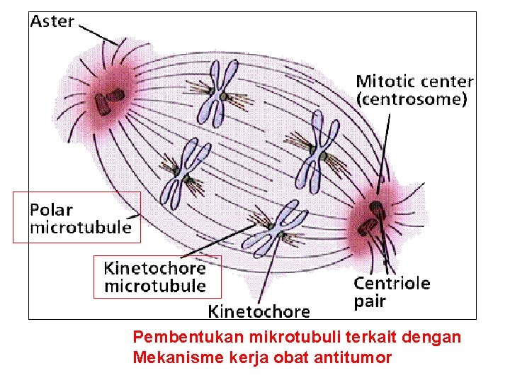 Pembentukan mikrotubuli terkait dengan Mekanisme kerja obat antitumor 