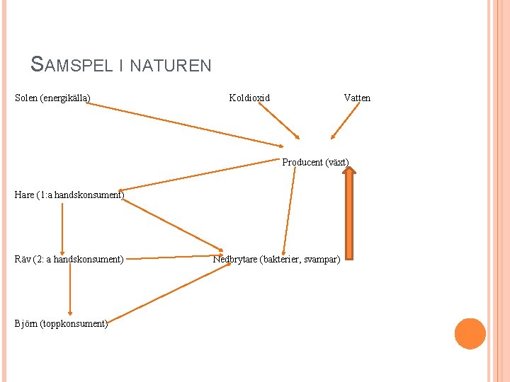 SAMSPEL I NATUREN Solen (energikälla) Koldioxid Vatten Producent (växt) Hare (1: a handskonsument) Räv