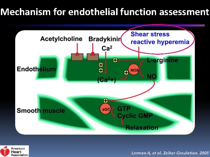 Mechanism for endothelial function assessment Lerman A, et al. Zeiher Circulation. 2005 