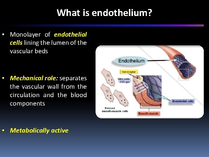 What is endothelium? • Monolayer of endothelial cells lining the lumen of the vascular