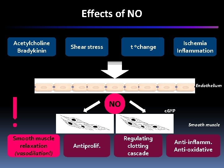 Effects of NO Acetylcholine Bradykinin Shear stress Ischemia Inflammation t change Endothelium NO c.