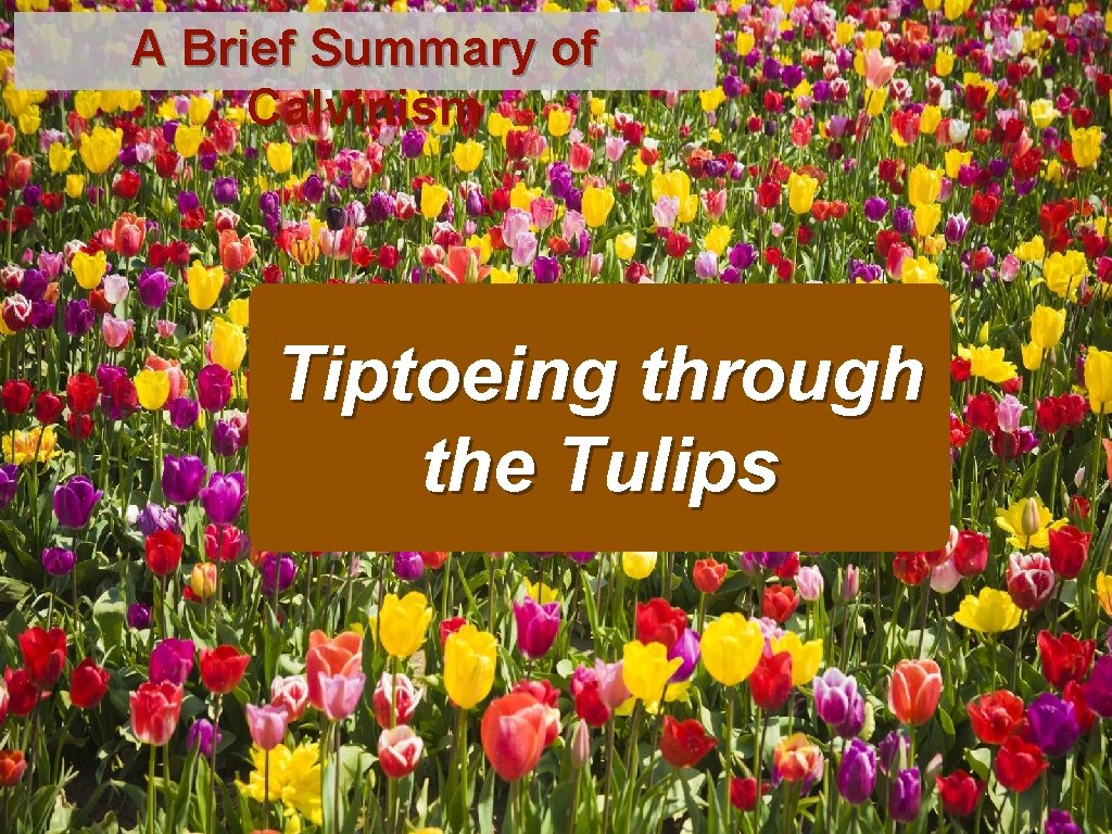 A Brief Summary of Calvinism Tiptoeing through the Tulips 