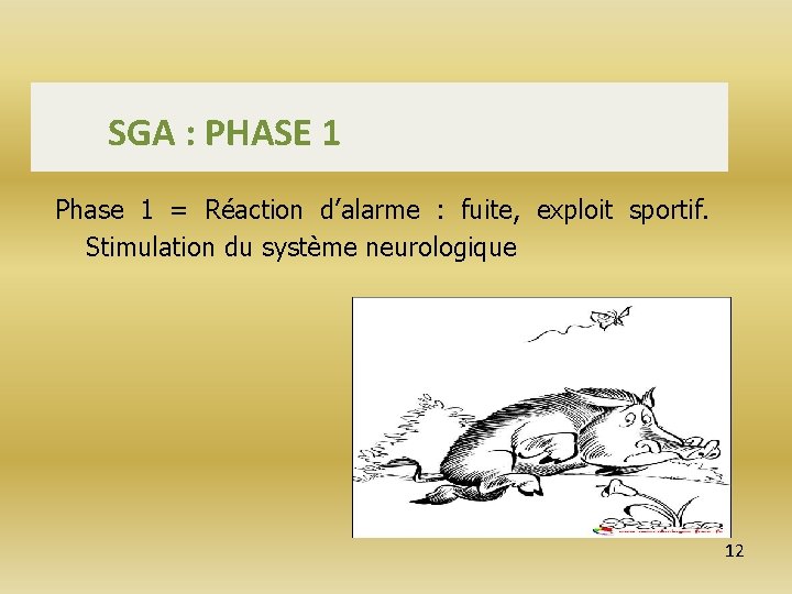 SGA : PHASE 1 Phase 1 = Réaction d’alarme : fuite, exploit sportif. Stimulation