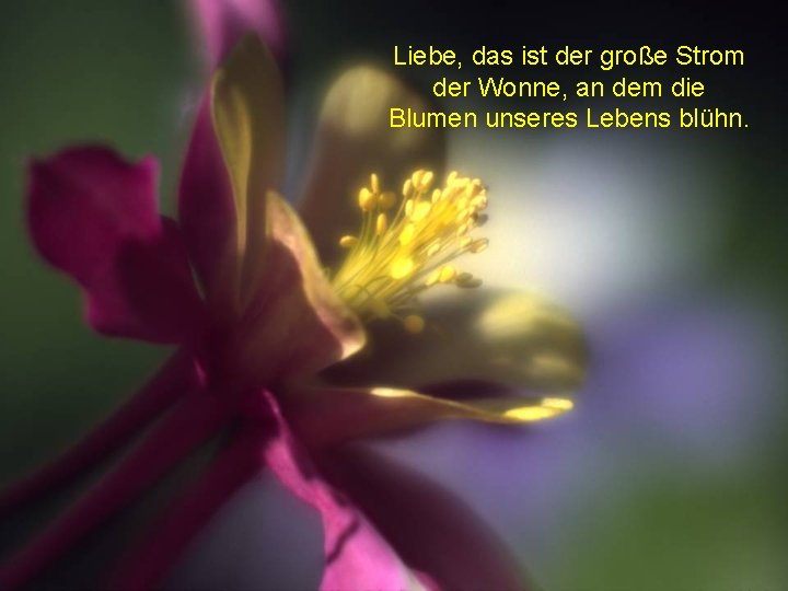 Liebe, das ist der große Strom der Wonne, an dem die Blumen unseres Lebens