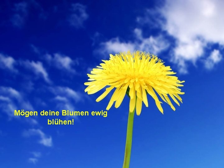 Mögen deine Blumen ewig blühen! 