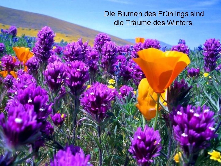 Die Blumen des Frühlings sind die Träume des Winters. 