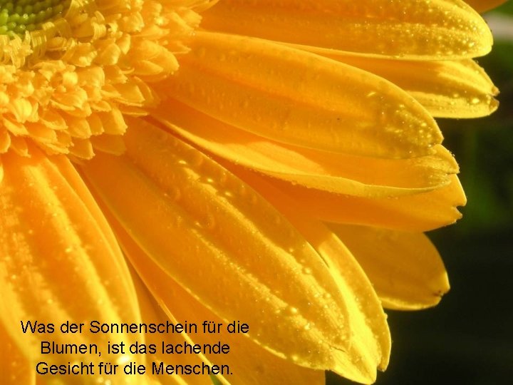 Was der Sonnenschein für die Blumen, ist das lachende Gesicht für die Menschen. 