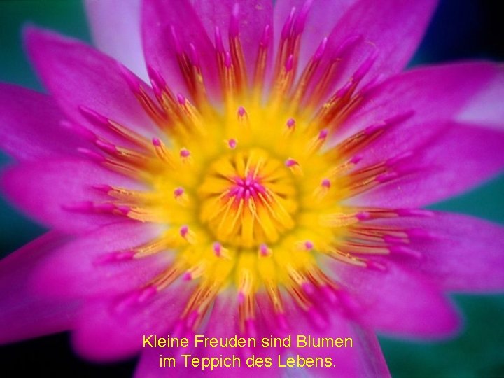 Kleine Freuden sind Blumen im Teppich des Lebens. 