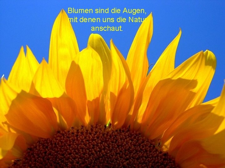 Blumen sind die Augen, mit denen uns die Natur anschaut. 