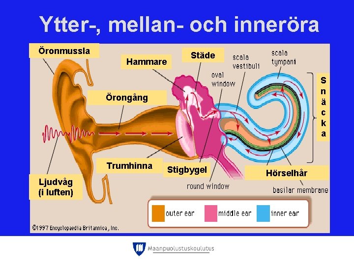 Ytter-, mellan- och inneröra Öronmussla Hammare Städe S n ä c k a Örongång