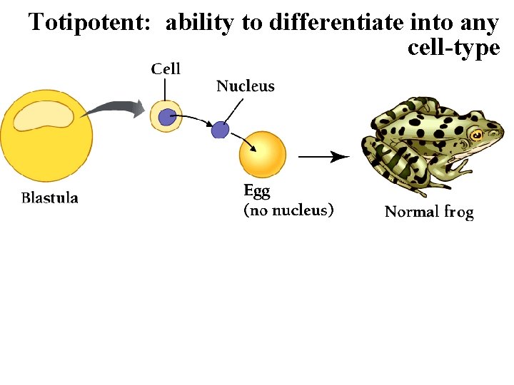 Totipotent: ability to differentiate into any cell-type 