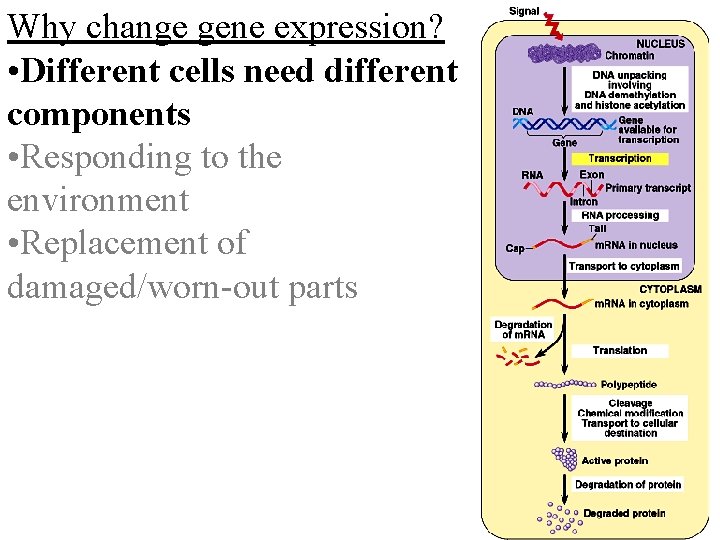 Why change gene expression? • Different cells need different components • Responding to the