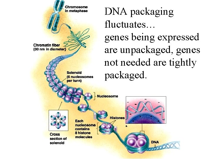 DNA packaging fluctuates… genes being expressed are unpackaged, genes not needed are tightly packaged.