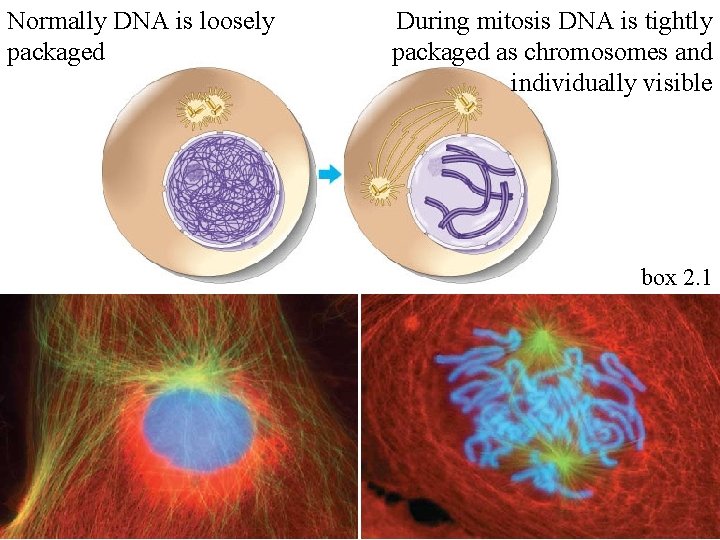 Normally DNA is loosely packaged During mitosis DNA is tightly packaged as chromosomes and