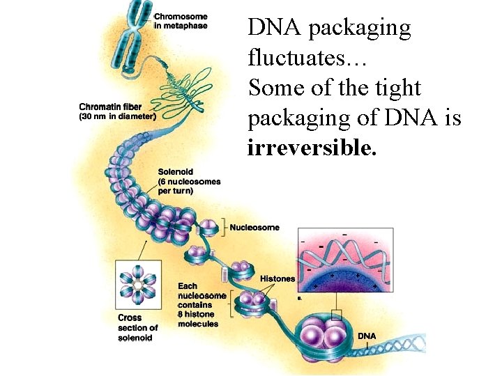 DNA packaging fluctuates… Some of the tight packaging of DNA is irreversible. 