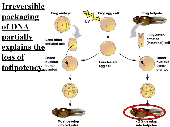 Irreversible packaging of DNA partially explains the loss of totipotency. 