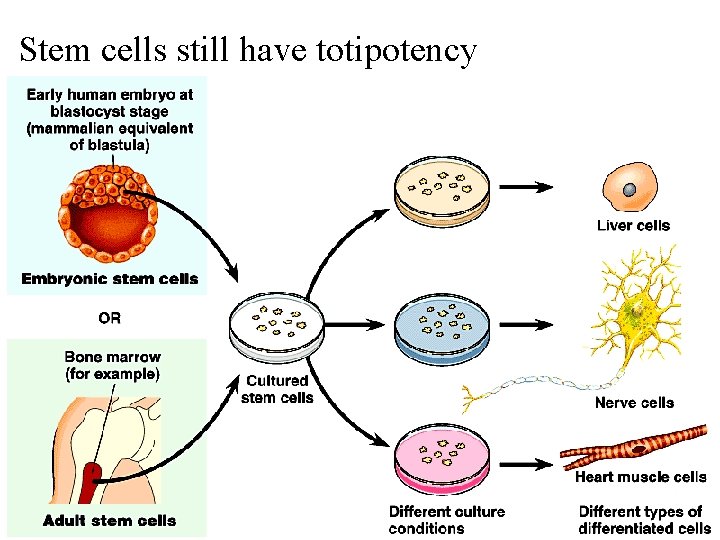 Stem cells still have totipotency 