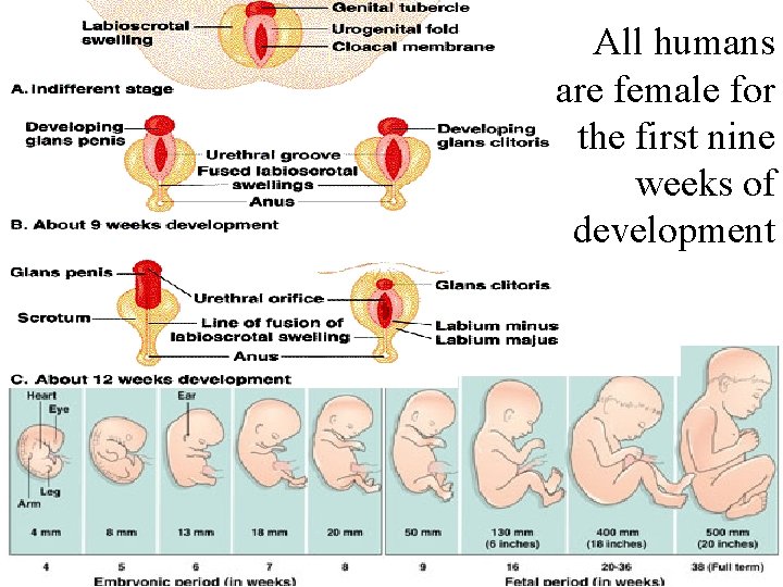 All humans are female for the first nine weeks of development 