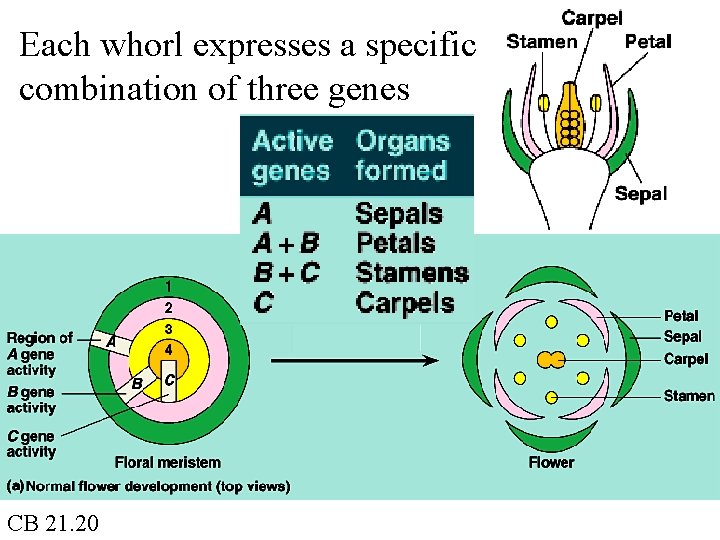 Each whorl expresses a specific combination of three genes CB 21. 20 