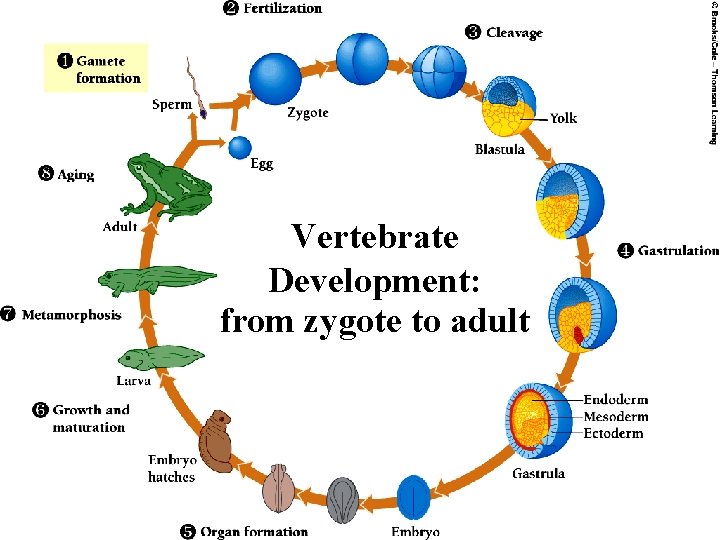 Vertebrate Development: from zygote to adult 