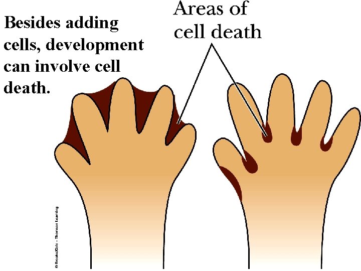 Besides adding cells, development can involve cell death. 