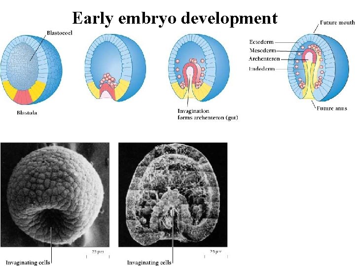 Early embryo development 