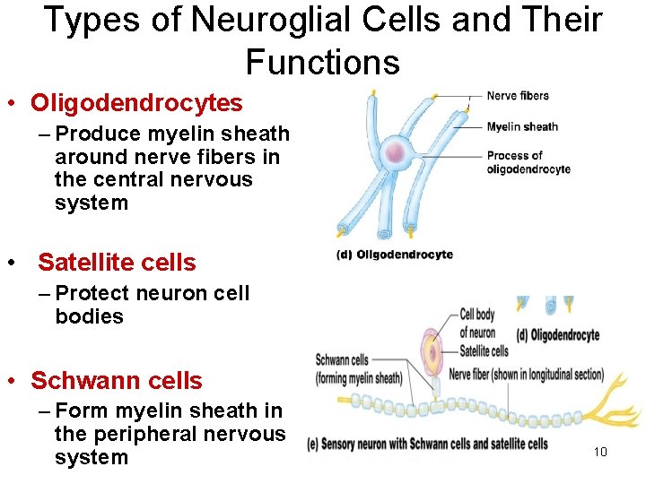 Types of Neuroglial Cells and Their Functions • Oligodendrocytes – Produce myelin sheath around