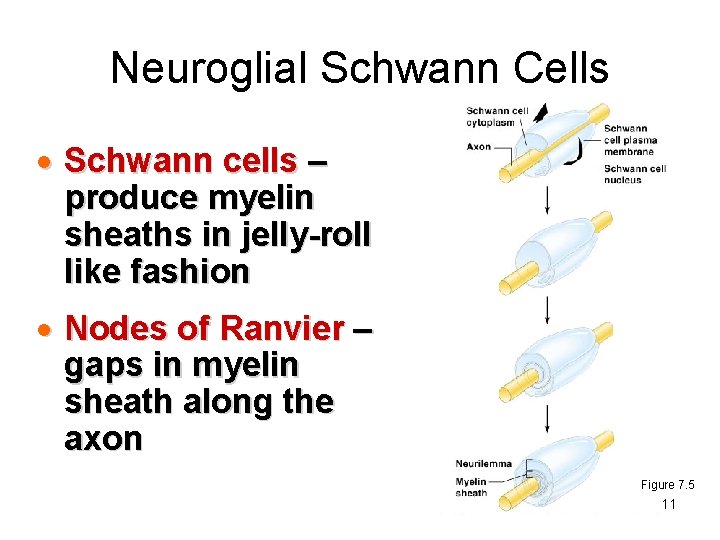 Neuroglial Schwann Cells · Schwann cells – produce myelin sheaths in jelly-roll like fashion