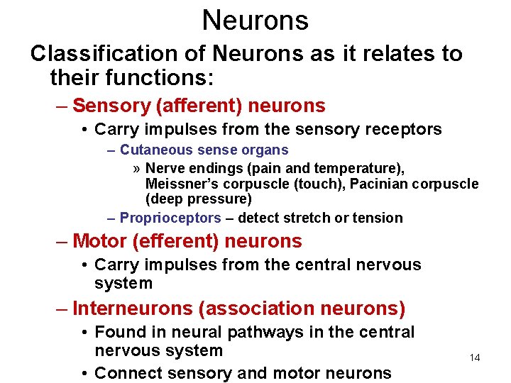 Neurons Classification of Neurons as it relates to their functions: – Sensory (afferent) neurons