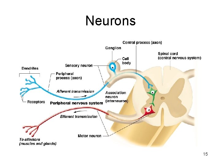 Neurons 15 