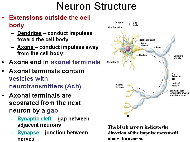 Neuron Structure • Extensions outside the cell body – Dendrites – conduct impulses toward