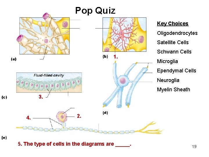 Pop Quiz Key Choices Oligodendrocytes Satellite Cells 1. Schwann Cells Microglia Ependymal Cells Neuroglia