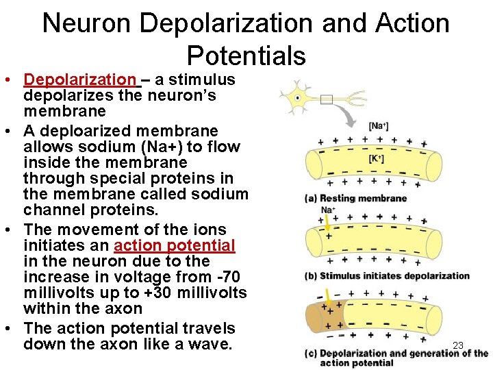 Neuron Depolarization and Action Potentials • Depolarization – a stimulus depolarizes the neuron’s membrane