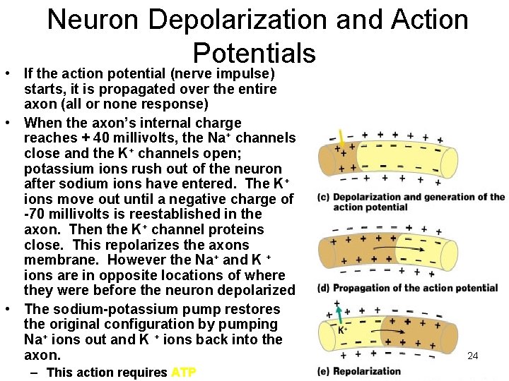 Neuron Depolarization and Action Potentials • If the action potential (nerve impulse) starts, it