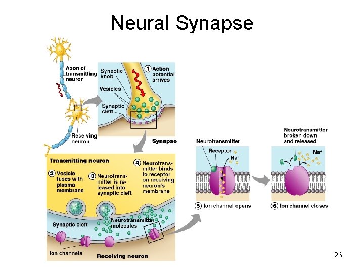 Neural Synapse 26 