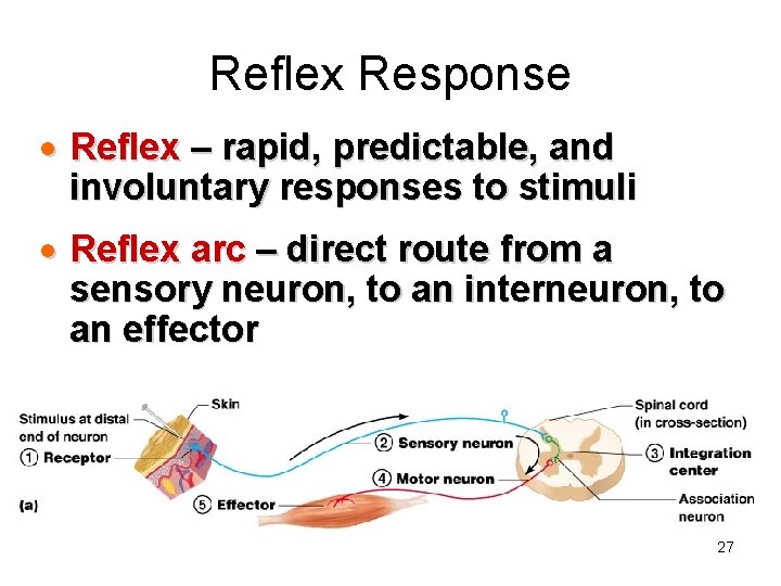 Reflex Response · Reflex – rapid, predictable, and involuntary responses to stimuli · Reflex